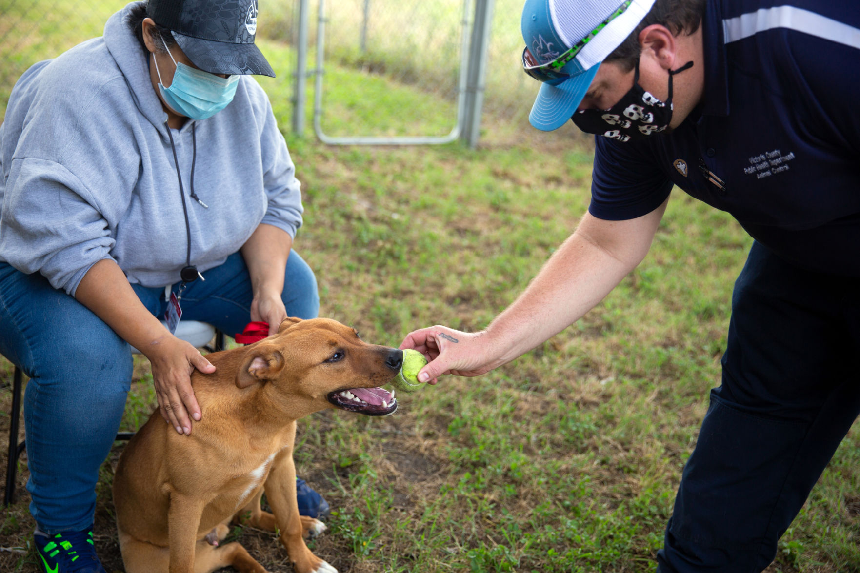 pet adoptions